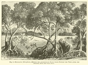Mangrove (Rhizophora), mit Adventivwurzeln, die den Baum stützen, nachdem die ursprüngliche Wurzel abgestorben ist