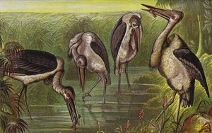 Marabus (Farblithografie)