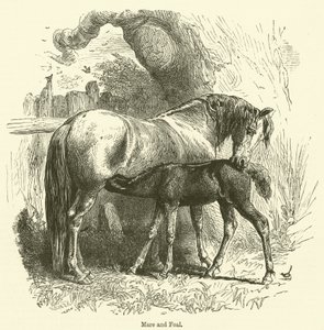 Stute und Fohlen (Gravur) von English School