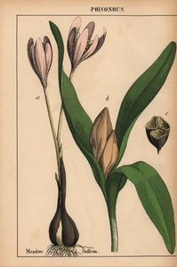 Herbstzeitlose mit lila Blume, aus "The Instructive Picturebook, or Lessons from the Vegetable World," [Charlotte Mary Yonge], Edinburgh