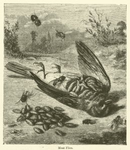 Fleischfliegen von English School