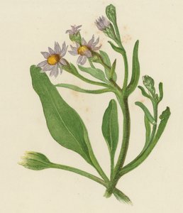 Michaelsblume, Aster Tripolium von English School