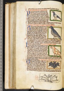 Miniaturen von Vögeln und Randzeichnung einer Fledermaus, aus Theologische Miscellanea, einschließlich der Summa de vitiis, Harley 3244, f.55v, ca. 1236-50