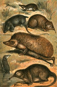 Maulwurf, Spitzmaus, Elefantenspitzmaus, Igel, Wasserspitzmaus und Pyrenäen-Desman