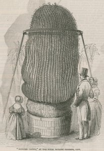 Monsterkaktus in den Königlichen Botanischen Gärten, Kew