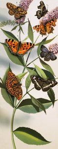 Montage von Schmetterlingen von English School