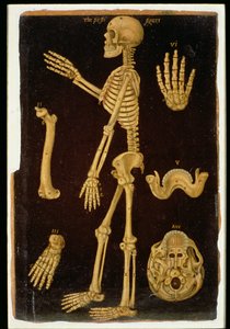 Tafel III Dissektion, aus Anatomische Tafeln, von John Banister (1540-1610)