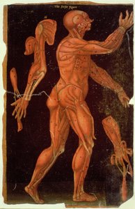 Tafel VIII Dissektion, aus Anatomische Tafeln, von John Banister (1540-1610)