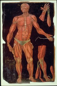 Tafel VII Dissektion, aus Anatomische Tafeln, von John Banister (1540-1610) von English School