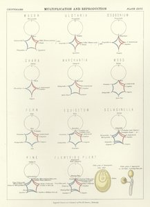 Multiplikation und Reproduktion