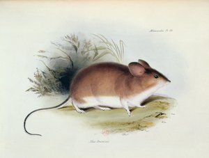 Mus Darwinii, Illustration aus Die Zoologie der Reise der H.M.S. Beagle, 1832-36, von Charles Darwin, 1840
