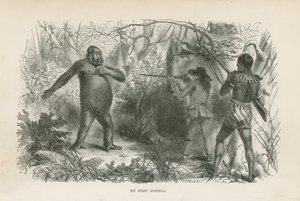 Mein erster Gorilla von English School