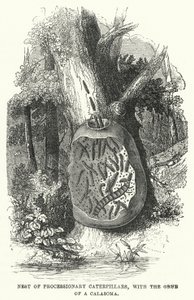 Nest von Prozessionsraupen, mit der Larve eines Calasoma