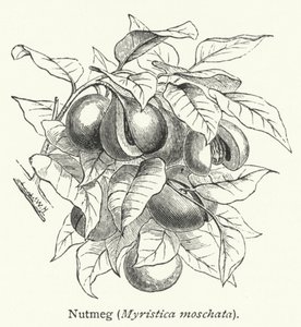 Muskatnuss (Myristica moschata) (Gravur) von English School