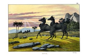 Nilgau von English School