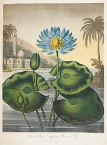 Nymphaea Caerulea, Blaue Ägyptische Wasserlilie