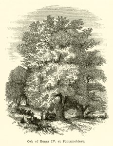 Eiche von Heinrich IV. in Fontainebleau (Gravur)