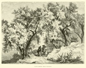 Olivenhain bei Venafro