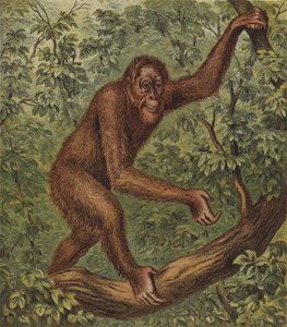 Orang-Utan