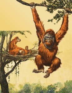 Orang-Utan von English School