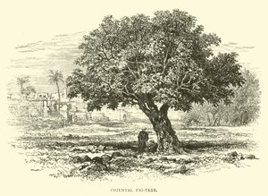 Orientalischer Feigenbaum von English School