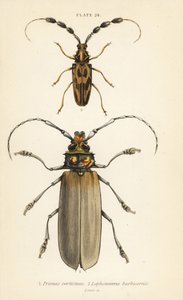 Orthomegas cinnamomeus Prionus corticinus 1, und Batus barbicornis, Lophonocerus barbicornis 2 von English School