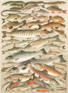 Unsere britischen Süßwasserfische