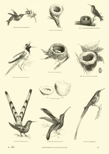 Seite aus dem Pictorial Museum of Animated Nature