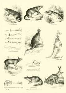 Seite aus dem Pictorial Museum of Animated Nature