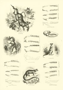 Seite aus dem Pictorial Museum of Animated Nature von English School