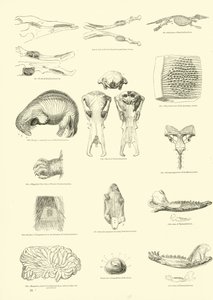 Seite aus dem Pictorial Museum of Animated Nature