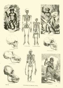 Seite aus dem Pictorial Museum of Animated Nature