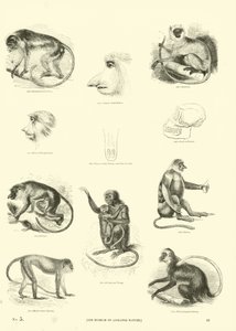 Seite aus dem Pictorial Museum of Animated Nature