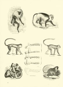 Seite aus dem Pictorial Museum of Animated Nature von English School
