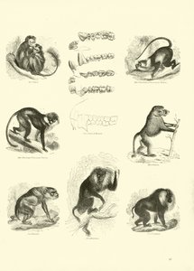 Seite aus dem Pictorial Museum of Animated Nature