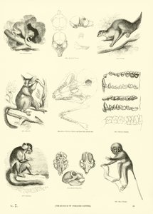 Seite aus dem Pictorial Museum of Animated Nature von English School