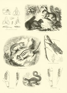Seite aus dem Pictorial Museum of Animated Nature