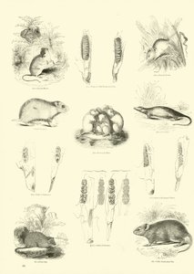 Seite aus dem Pictorial Museum of Animated Nature