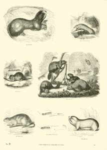 Seite aus dem Pictorial Museum of Animated Nature von English School