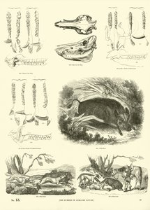 Seite aus dem Bildmuseum der belebten Natur