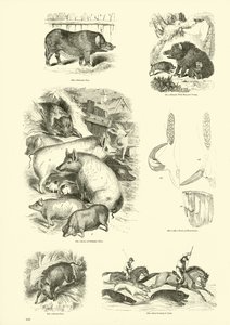 Seite aus dem Bildmuseum der belebten Natur von English School