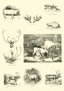 Seite aus dem Bildmuseum der belebten Natur