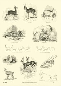 Seite aus dem Bildmuseum der belebten Natur von English School
