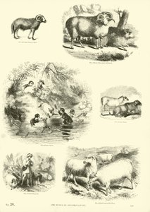 Seite aus dem Bildmuseum der belebten Natur von English School