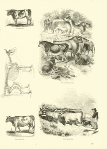 Seite aus dem Bildmuseum der belebten Natur von English School