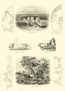 Seite aus dem Bildmuseum der belebten Natur von English School