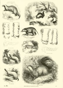 Seite aus dem Bildmuseum der belebten Natur