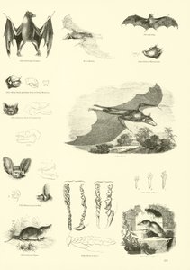 Seite aus dem Bildmuseum der belebten Natur