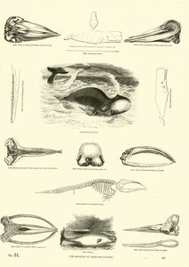 Seite aus dem Bildmuseum der belebten Natur von English School