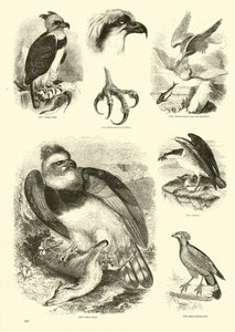 Seite aus dem Bildmuseum der belebten Natur